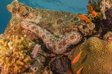 Sea cucumber in the Red Sea Colorful and beautiful, Eilat Israel
