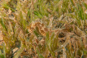 Sea Horse in the Red Sea Colorful and beautiful, Eilat Israel
