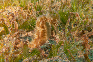 Sea Horse in the Red Sea Colorful and beautiful, Eilat Israel

