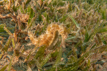 Sea Horse in the Red Sea Colorful and beautiful, Eilat Israel
