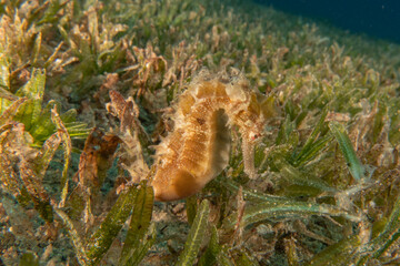Sea Horse in the Red Sea Colorful and beautiful, Eilat Israel
