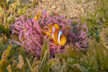 Clown-fish anemonefish in the Red Sea Colorful and beautiful, Eilat Israel
