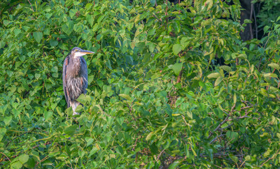 Great blue heron perched in a tree surrounded by bright green leaves in summer.