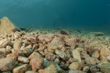 Fish swimming in the Red Sea, colorful fish, Eilat Israel
