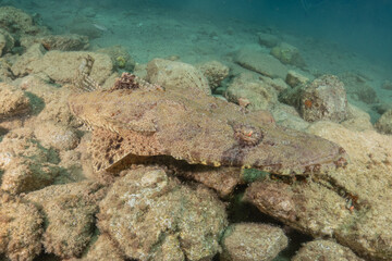 Fish swimming in the Red Sea, colorful fish, Eilat Israel
