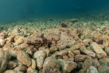 Fish swimming in the Red Sea, colorful fish, Eilat Israel
