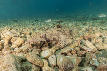 Fish swimming in the Red Sea, colorful fish, Eilat Israel
