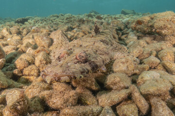Fish swimming in the Red Sea, colorful fish, Eilat Israel
