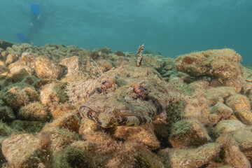 Fish swimming in the Red Sea, colorful fish, Eilat Israel
