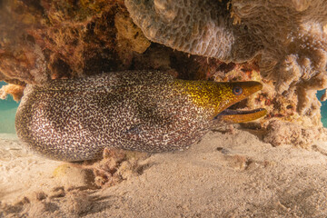Moray eel Mooray lycodontis undulatus in the Red Sea, Eilat Israel
