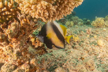 Fish swimming in the Red Sea, colorful fish, Eilat Israel
