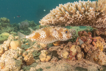 Fish swimming in the Red Sea, colorful fish, Eilat Israel
