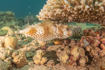 Fish swimming in the Red Sea, colorful fish, Eilat Israel
