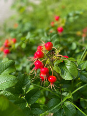 Red fruits of rosa rugosa rose hip in summer autumn garden close up