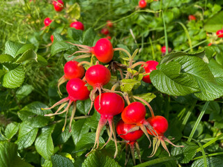 Red fruits of rosa rugosa rose hip in summer autumn garden close up
