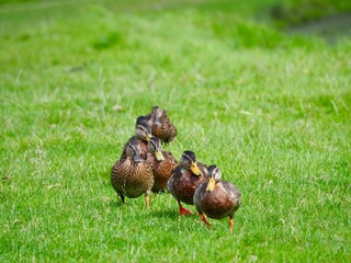 Ducks in grass