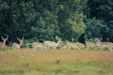 fallow deers in the wild