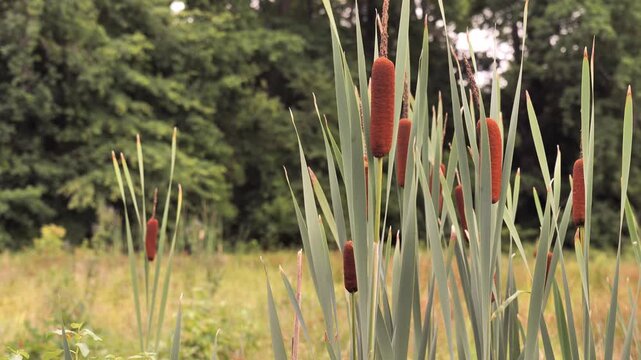 Blooming cattails (Typha) on the bank of a pond in the park.