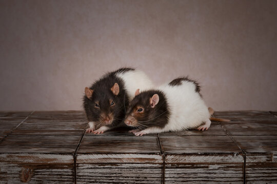 Dos ratas dumbo sobre fondo marr&oacute;n de estudio