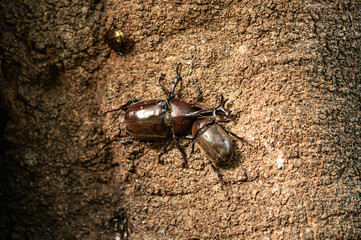 Male and female Japanese rhinoceros beetles suck tree sap at a dimple of a tree trunk.