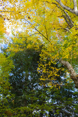 Forest canopy in early Autumn