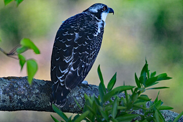 Osprey resting in the shade on a hot summer day