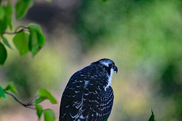 Osprey resting in the shade on a hot summer day