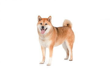 Shiba Inu de pie, mirando al frente, sobre fondo blanco