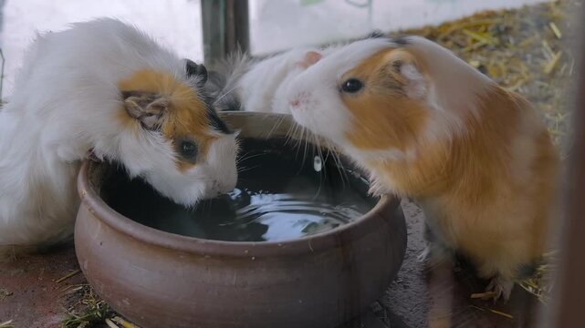 Cute guinea pigs are drinking water from a clay bowl in their enclosure at a contact zoo in Bursa, Turkey - close up view