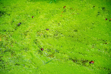 Blue Green Algae in Waimangu Volcanic Valley - New Zealand
