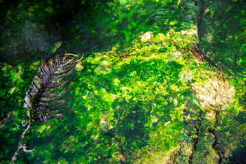 Blue Green Algae in Waimangu Volcanic Valley - New Zealand