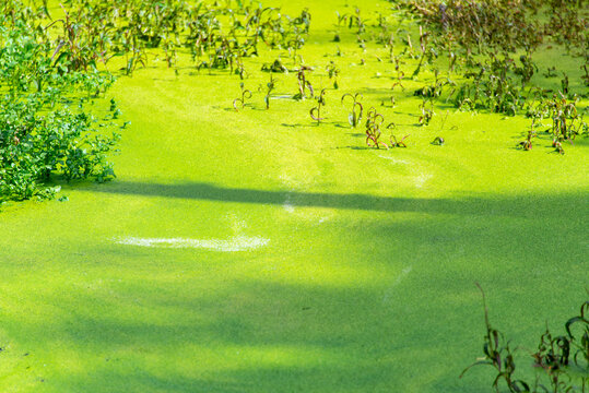 Blue Green Algae in Waimangu Volcanic Valley - New Zealand