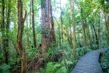 Waipoua Kauri Forest - New Zealand