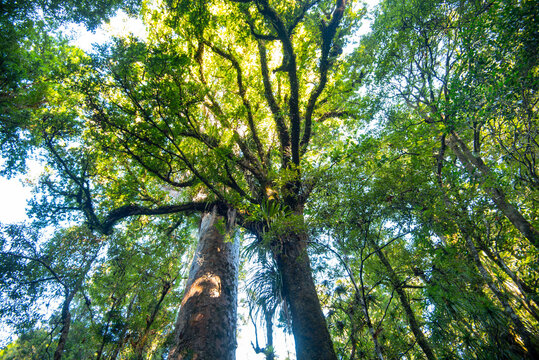Waipoua Kauri Forest - New Zealand