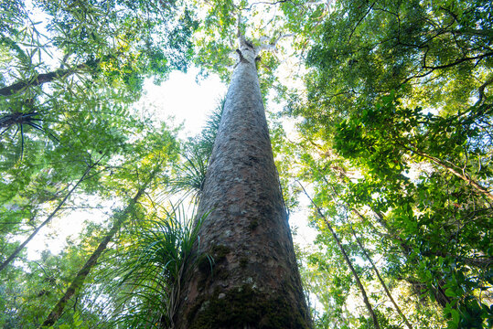 Waipoua Kauri Forest - New Zealand