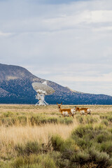 deer and The Very Large Array VLA in New Mexico, satellite dish in the sky 