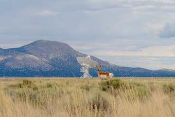 deer and The Very Large Array VLA in New Mexico, satellite dish in the sky 