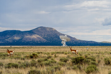 deer and The Very Large Array VLA in New Mexico, satellite dish in the sky 