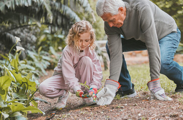 Fototapeta premium Gardening, planting and grandfather teaching girl in backyard for growth or landscaping. Earth day, spring or sustainability with senior man gardener and granddaughter together for growing plants