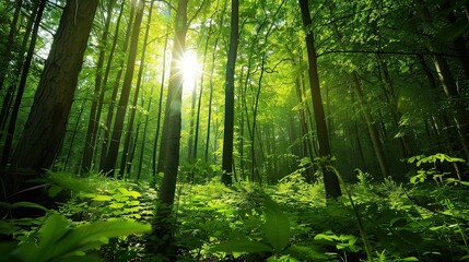 Obraz premium Sunlight Breaking Through Dense Forest Canopy