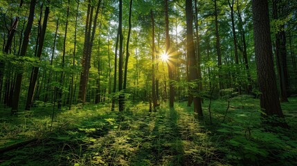 Obraz premium Sunlight Streaming Through Green Forest Canopy