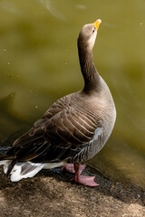Duck on the water