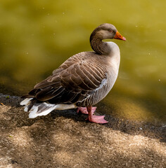Goose on the lake