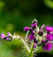bee on a flower