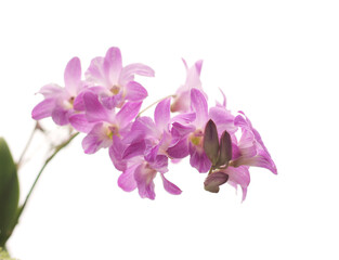 Orchid flower on white background