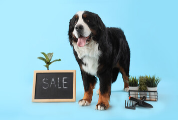 Cute Bernese mountain dog near chalkboard with text SALE, houseplants and gardening tools on blue background