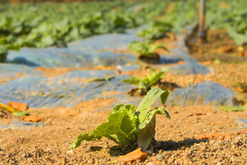 Obraz premium Fresh Green Lettuce in the nature