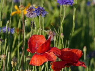 Obraz premium red and yellow flowers