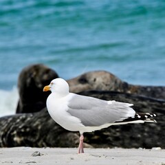 seagull on the beach