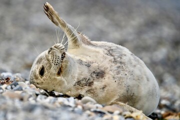 Sich sonnende Robbe am Steinstrand